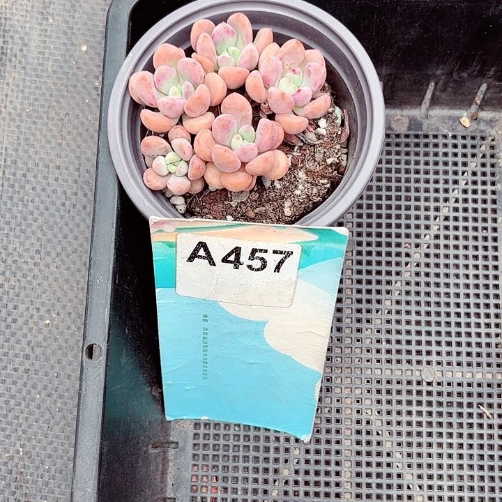 D****0457密密麻麻密密麻麻吗