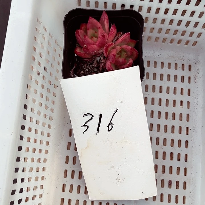 多*儿316密密麻麻买买买