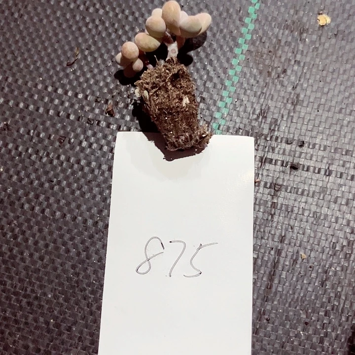 手****饼875名密密麻麻吗