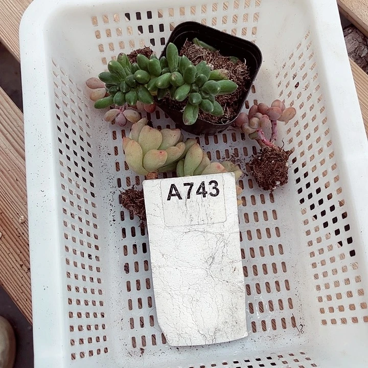 一***友743密密麻麻密密麻麻吗