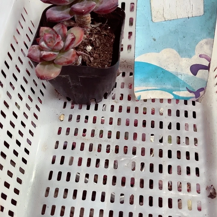 别****哈649密密麻麻密密麻麻