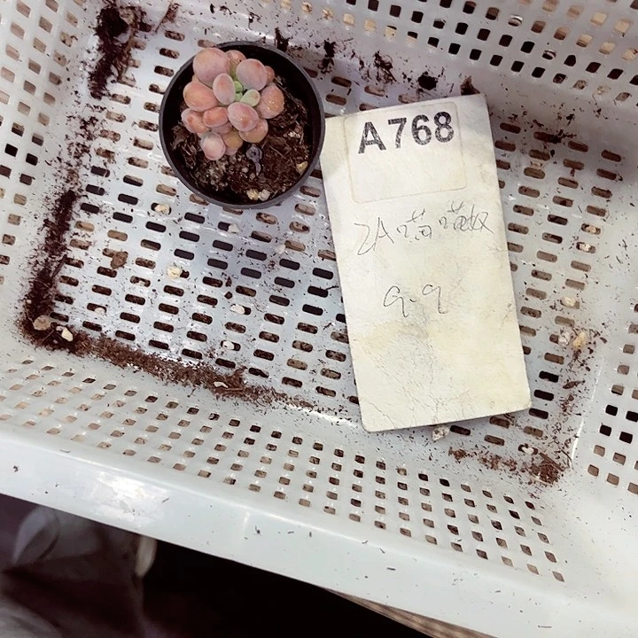 雪**雪768密密麻麻密密麻麻