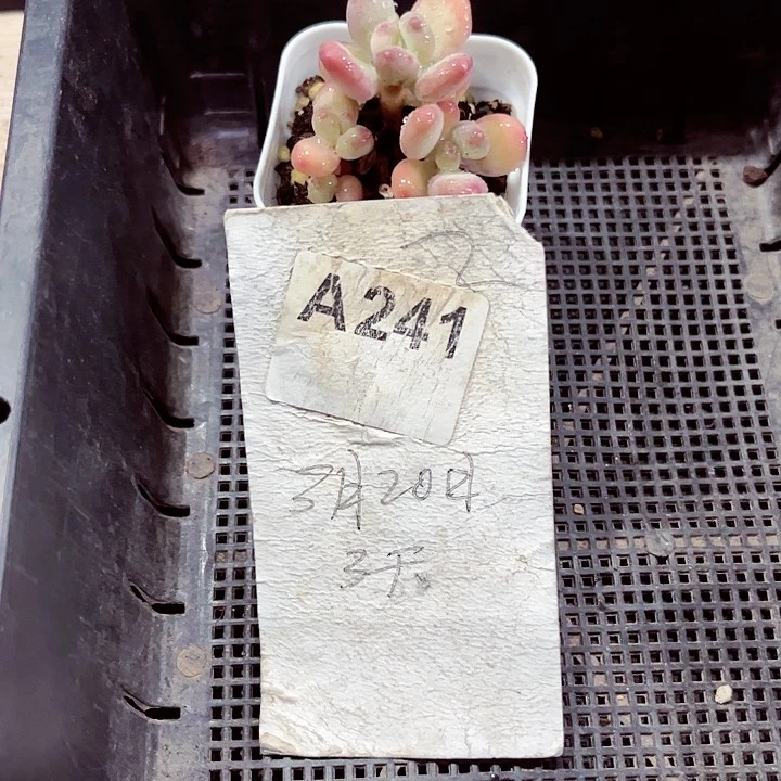 用****5241密密麻麻密密麻麻