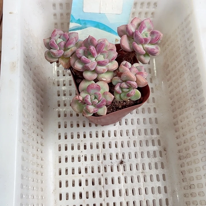 愿***664密密麻麻密密麻麻