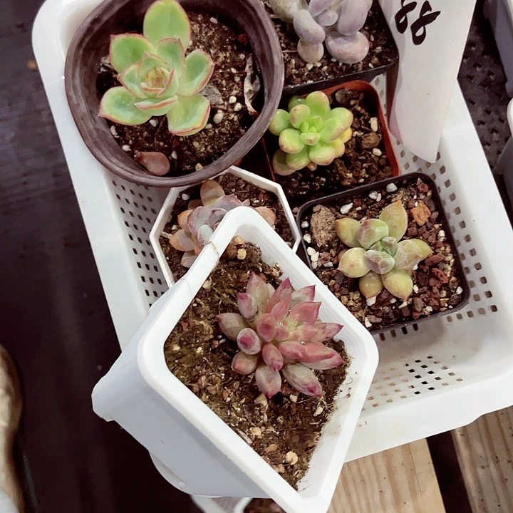 88密密麻麻买买买