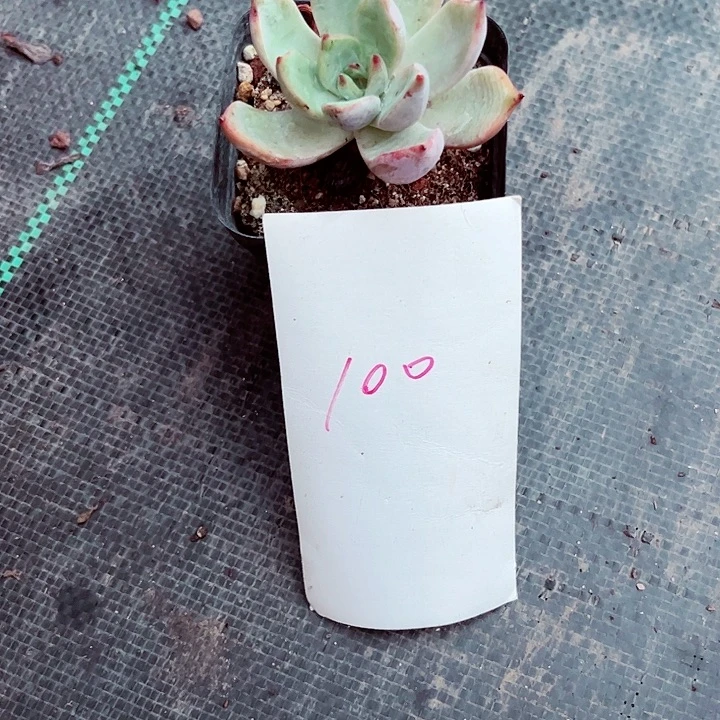 y****一100密密麻麻买买买