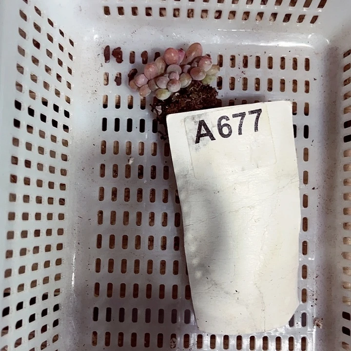双*677密密麻麻密密麻麻