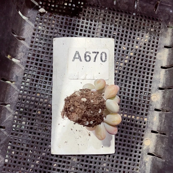 陪***步670密密麻麻密密麻麻