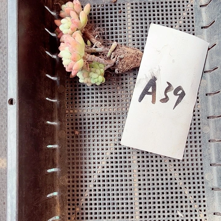 ?****?39密密麻麻密密麻麻