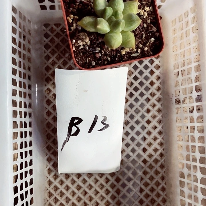异**家13密密麻麻密密麻麻