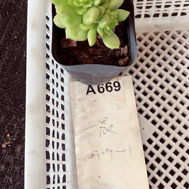 吃****凉669名密密麻麻吗
