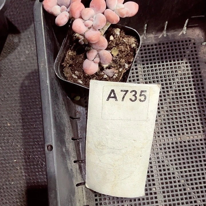 美*735密密麻麻密密麻麻吗