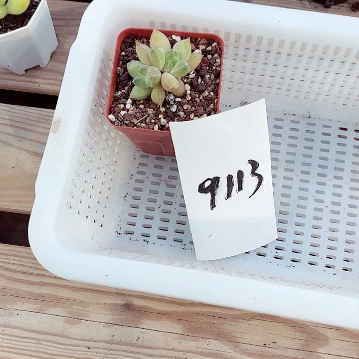 牛*9113密密麻麻买买买