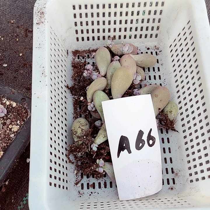 兮*宝66密密麻麻买买买