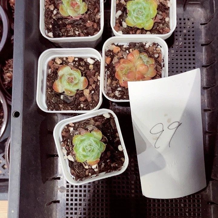小*99密密麻麻密密麻麻
