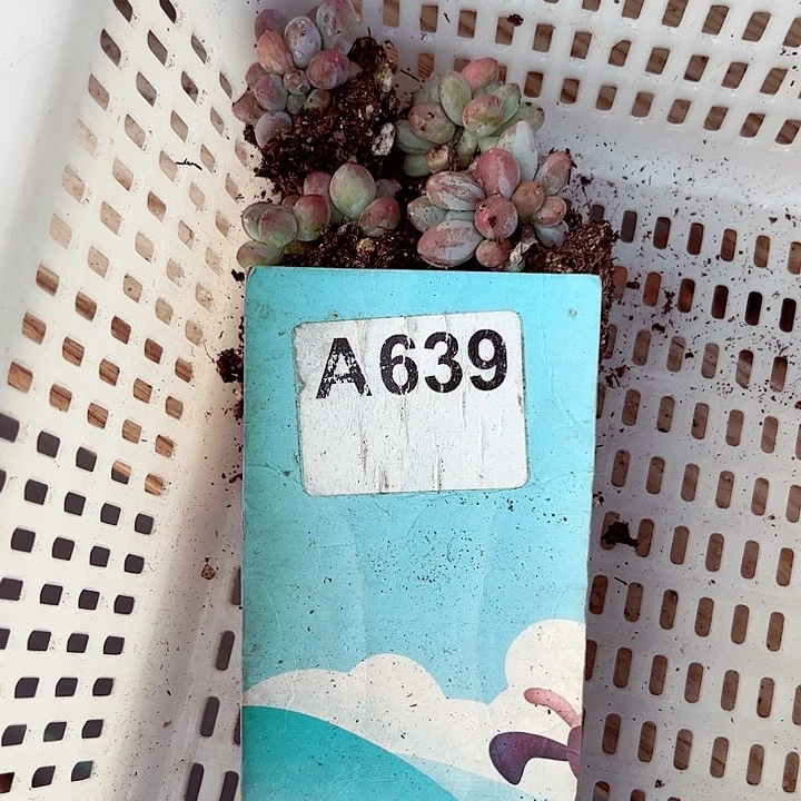 ღ**?639密密麻麻密密麻麻吗