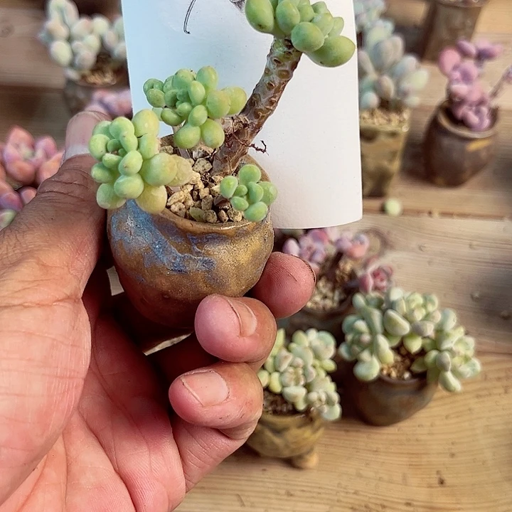 专***?92密密麻麻买买买