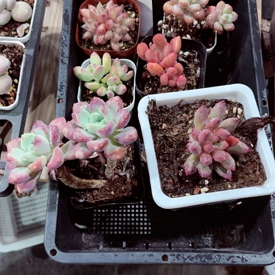 荷*286密密麻麻密密麻麻吗