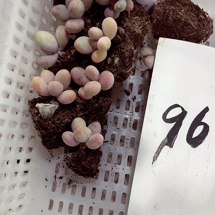 芯**氺96密密麻麻密密麻麻