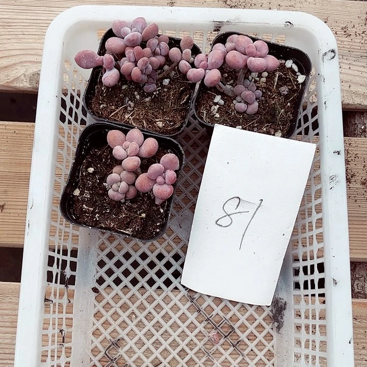 哈*✨81密密麻麻密密麻麻