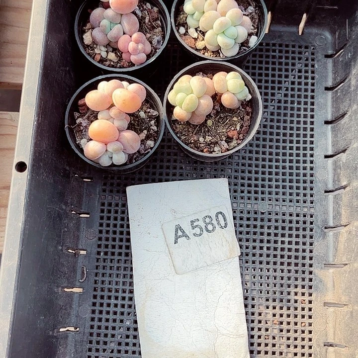 幸****雪580密密麻麻密密麻麻吗