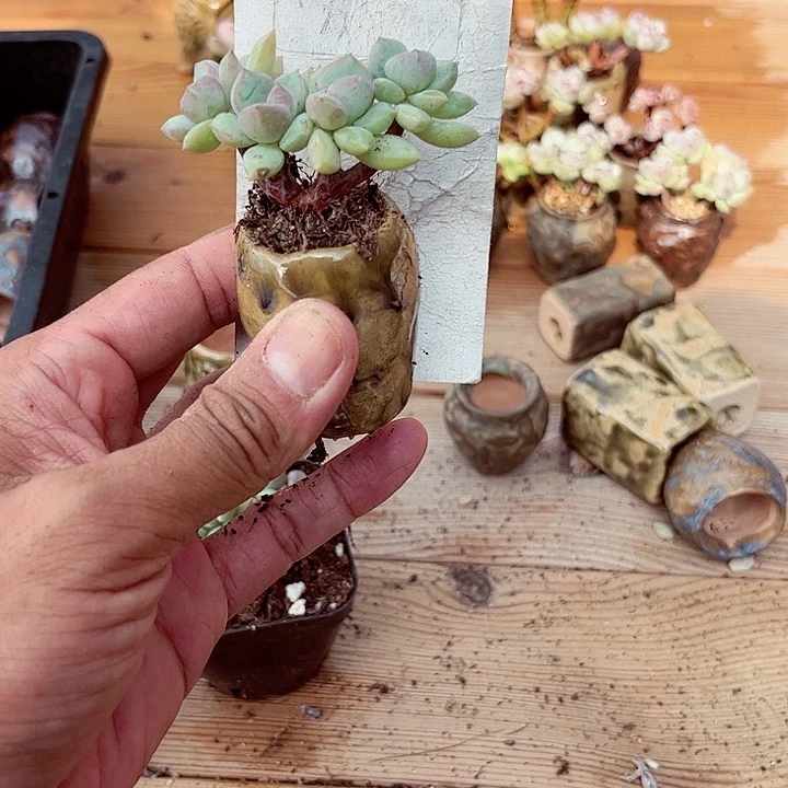 羽700密密麻麻密密麻麻