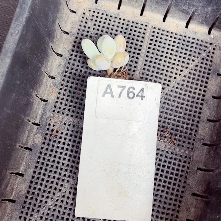晴***?764密密麻麻买买买