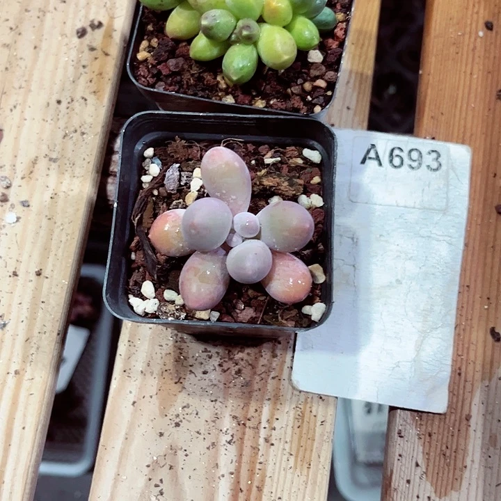 用****5693密密麻麻密密麻麻