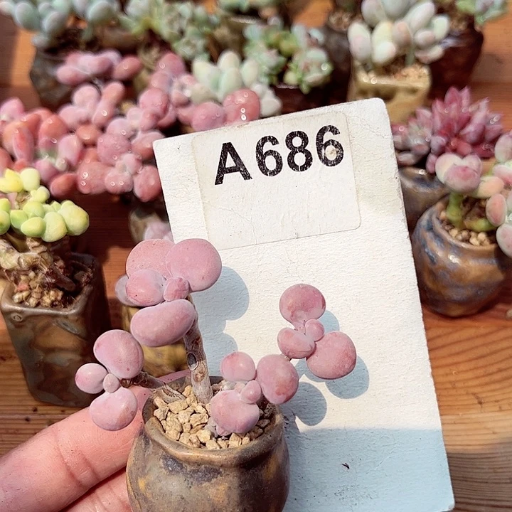 愿***686密密麻麻买买买