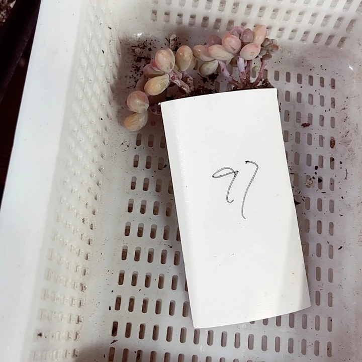 别****哈97密密麻麻密密麻麻买买买
