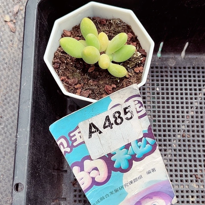 不**谷485密密麻麻密密麻麻吗