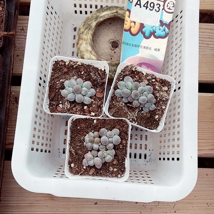 媛*493密密麻麻密密麻麻