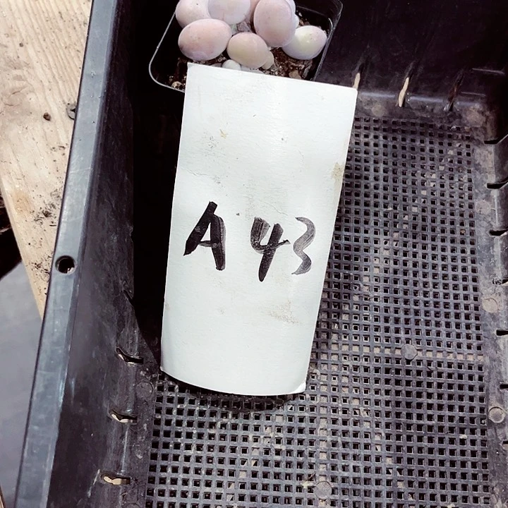 l***n43密密麻麻买买买