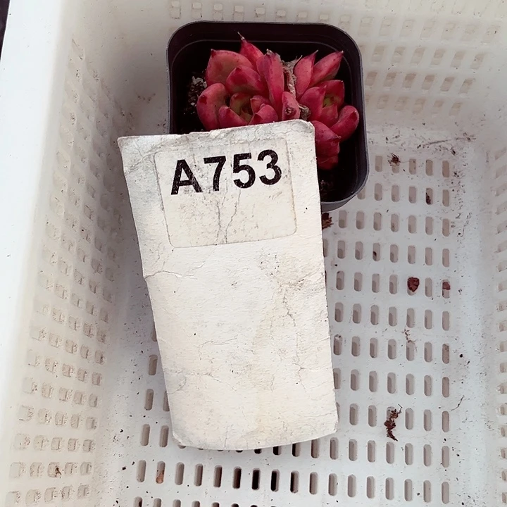笑*风753密密麻麻密密麻麻吗