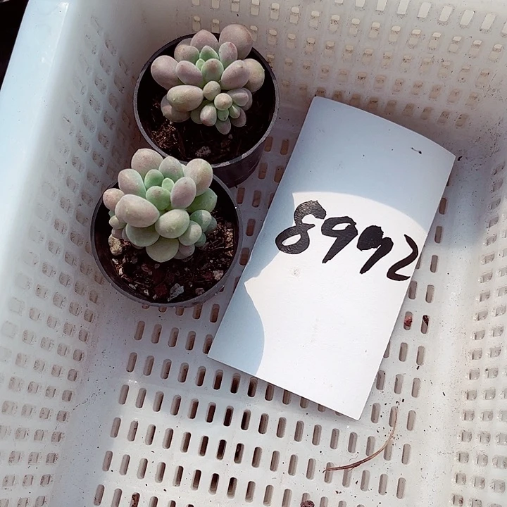 爱***i8992密密麻麻买买买