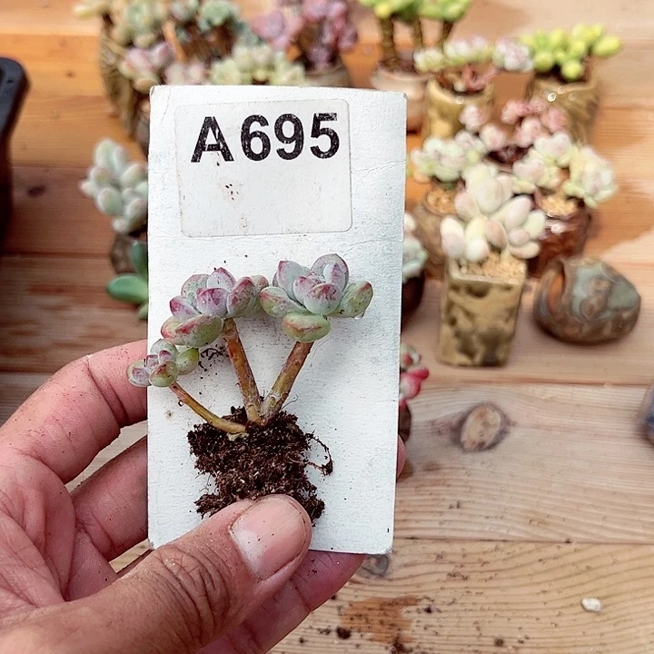 姐****肉695密密麻麻买买买