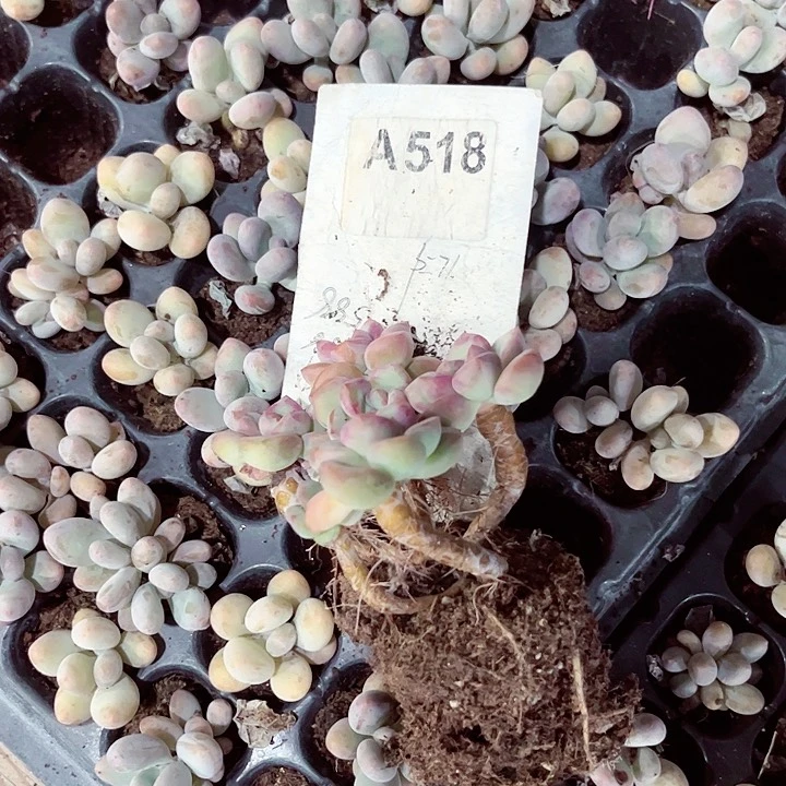 518密密麻麻密密麻麻