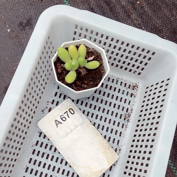 嘟****T670密密麻麻密密麻麻吗