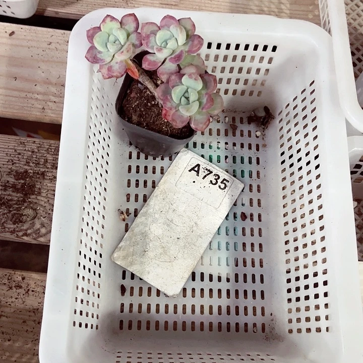 瑛735密密麻麻密密麻麻