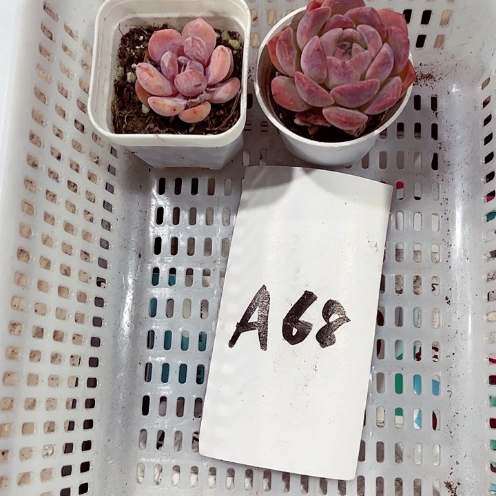 小***饭68密密麻麻密密麻麻吗