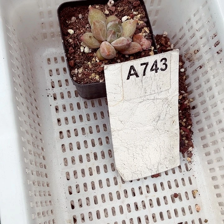 蜗****牛743密密麻麻密密麻麻