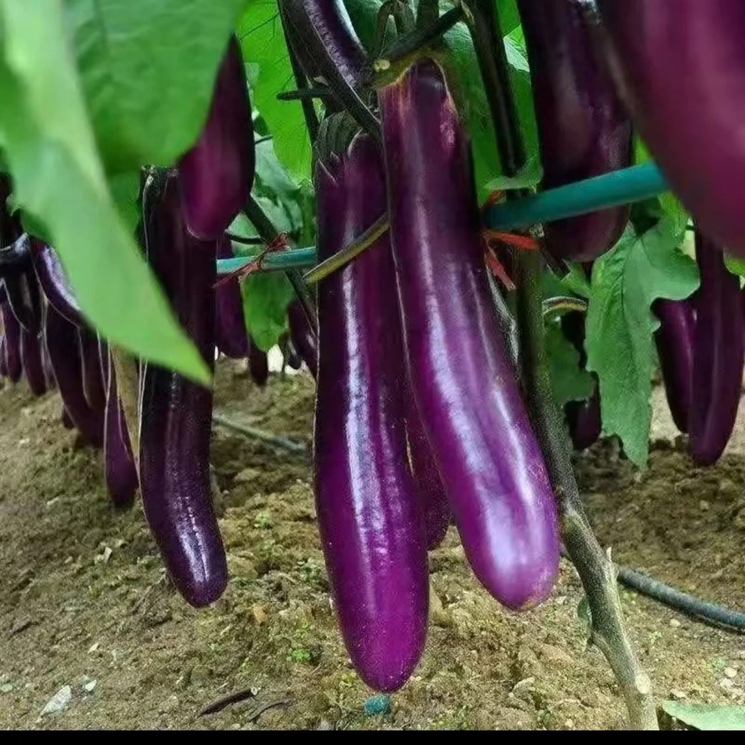 云南高山露天种植香糯茄子新鲜采摘当天发货