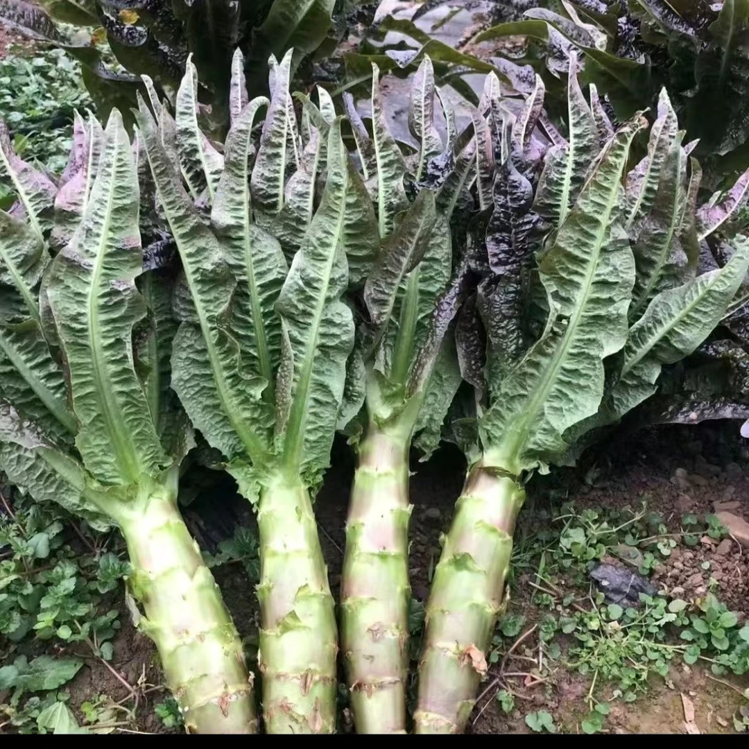 云南露天种植老品种紫叶莴笋新鲜采摘现采现发