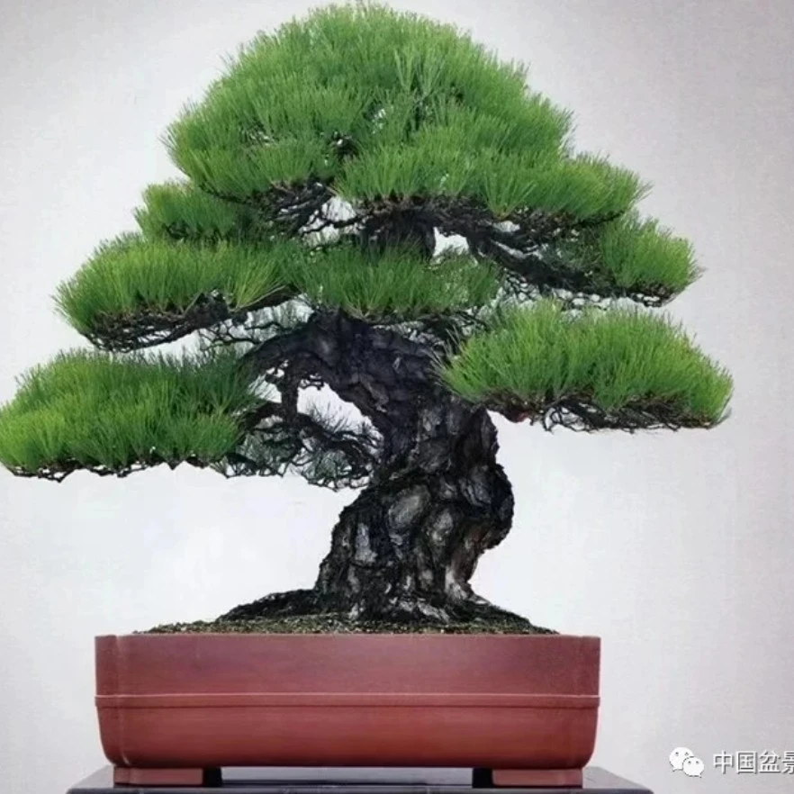 多肉植物耐旱盆栽绿植室内外装饰植物