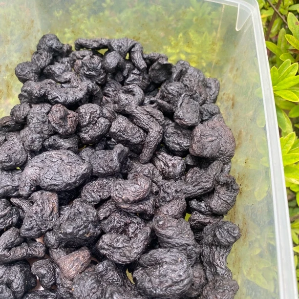 【大山土特产】熟地黄500g