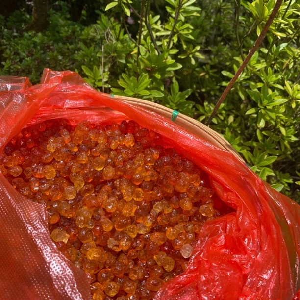 【大山土特产】桃胶250g