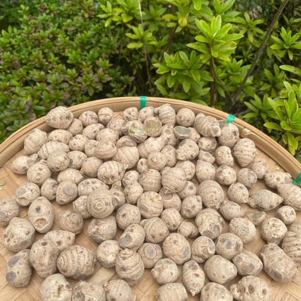 【大山土特产】雪三七250g