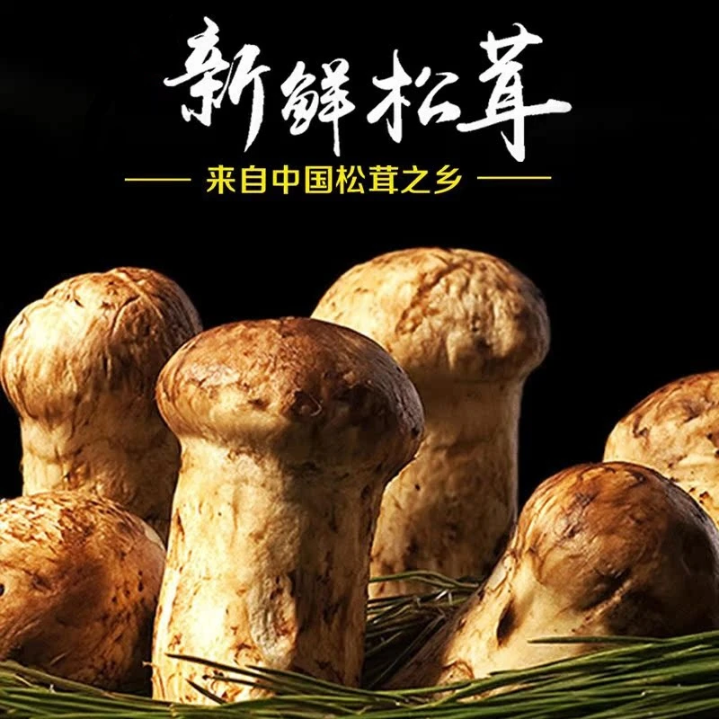 马帮铺2024年香格里拉新鲜松茸500克包邮
