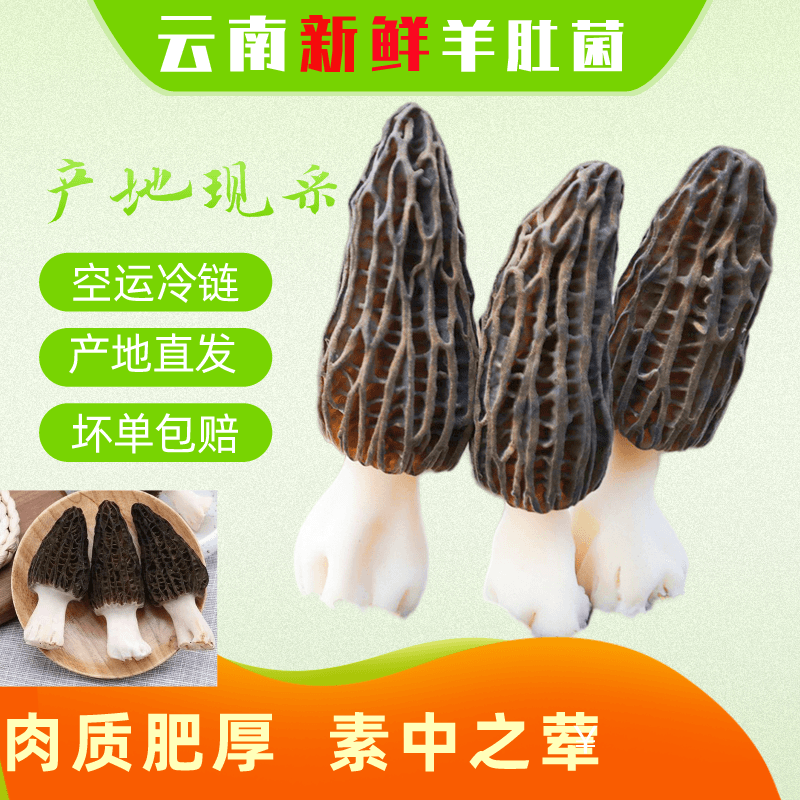 羊肚菌新鲜1000克云南现采鲜菌菇山珍