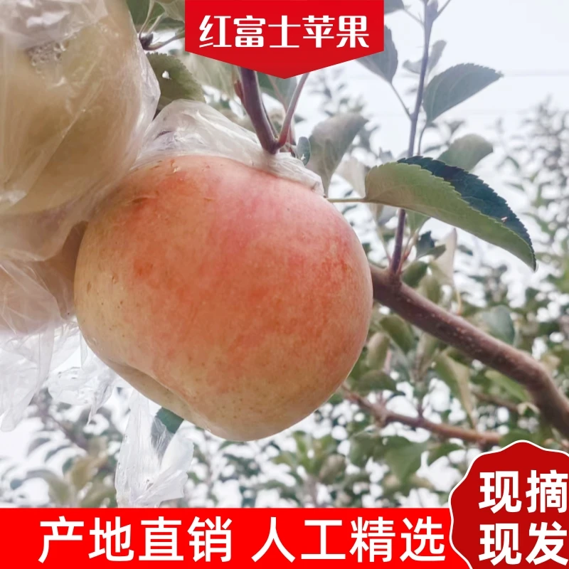 果园现发当季山西运城红富士苹果冰糖心产地直发现摘脆甜